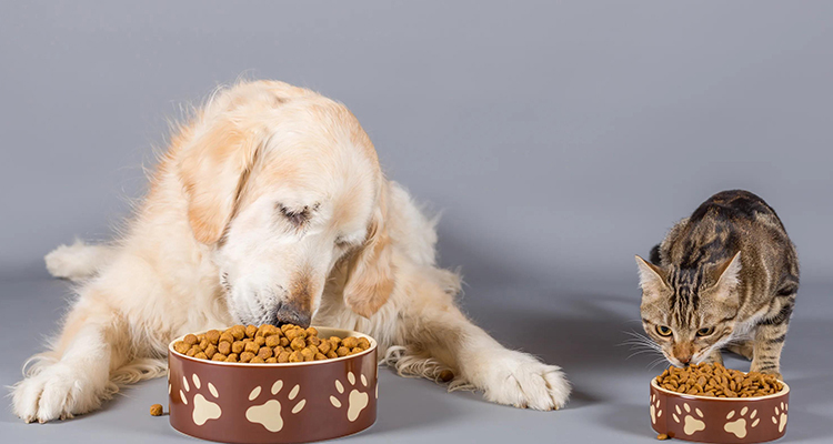 Alimentos/lanches para animais de estimação